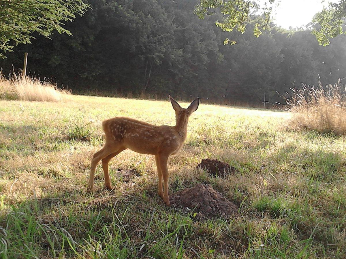 Le Rucher Bois-Normand-près-Lyre Exteriör bild